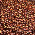 china export chestnut sweet chestnut for sale